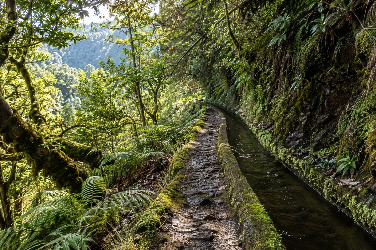 Sentier le long d&rsquo;un canal d&rsquo;irrigation dans une végétation luxuriante